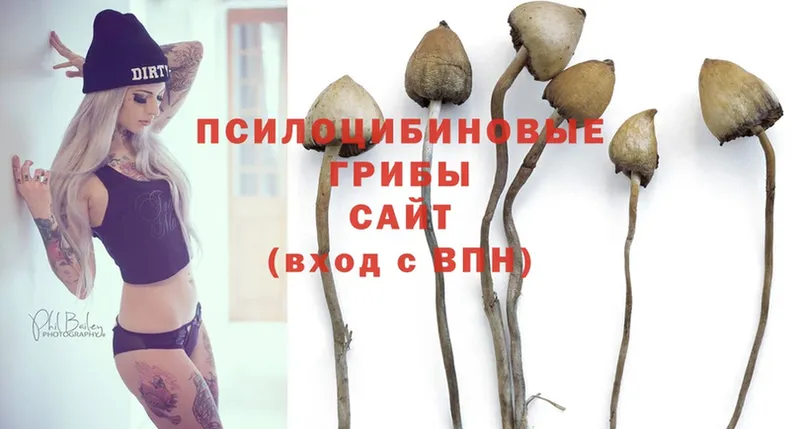 Галлюциногенные грибы Magic Shrooms  где купить наркотик  Никольское 